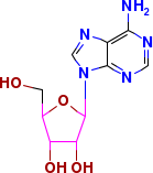 腺苷